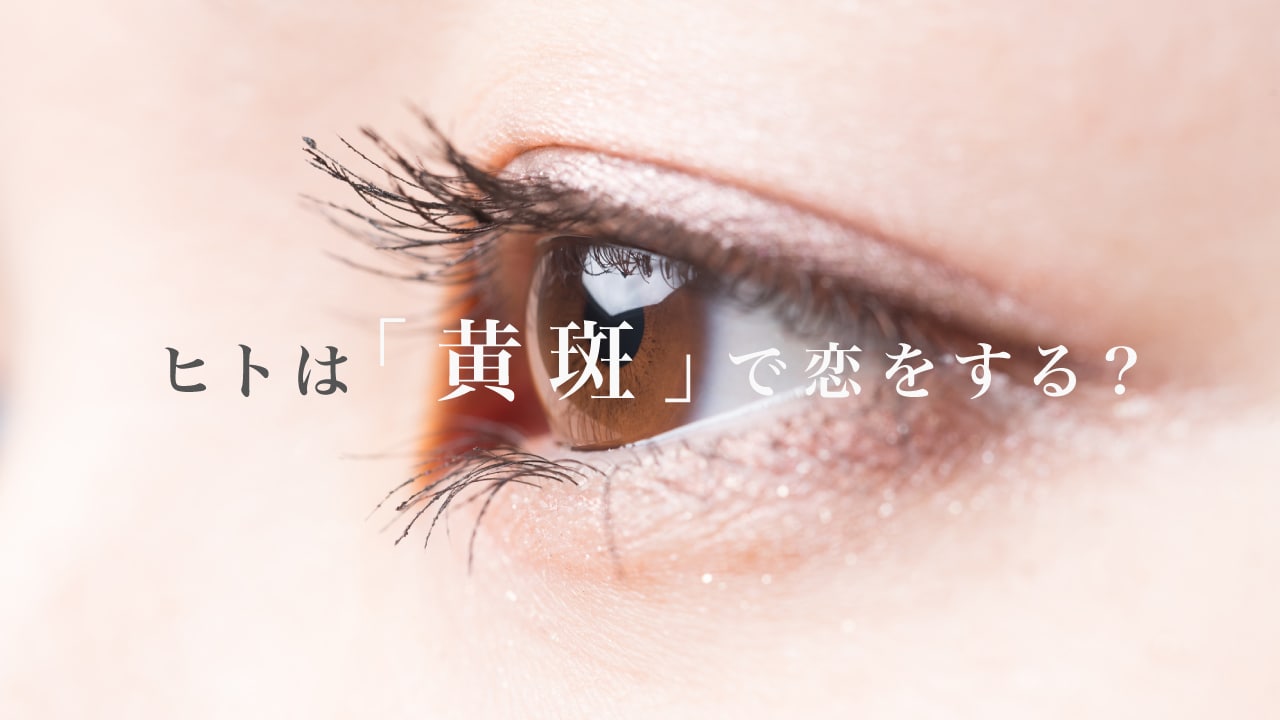 ヒトは「黄斑」で恋をする?暮らしを支える目のチカラ