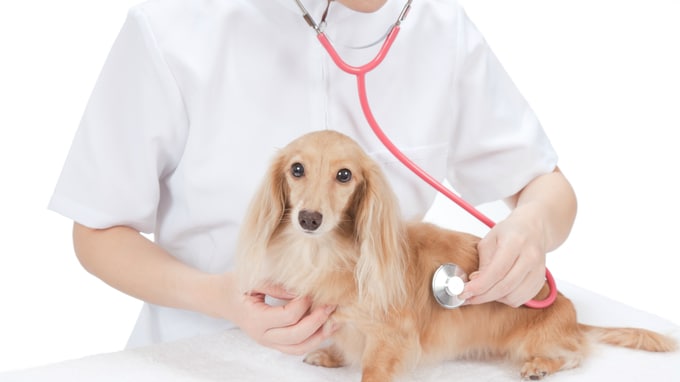 地元住民に愛される動物病院になるための経営方法 