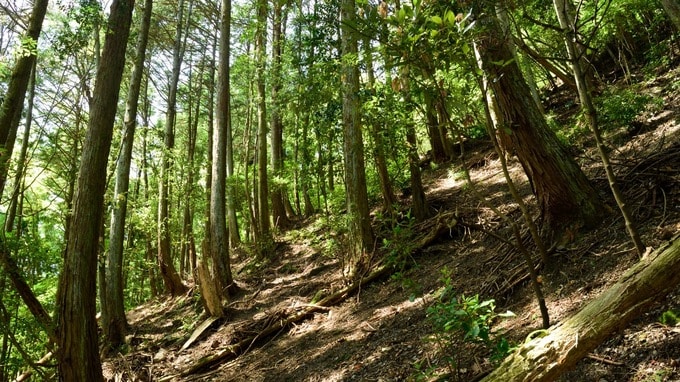 住宅街のなかにある山林の評価額、いくらが適正？