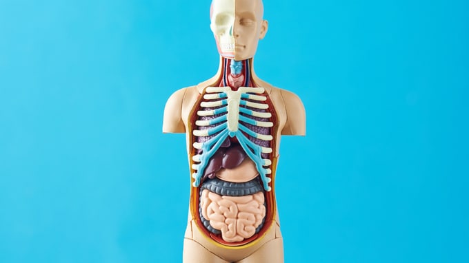 お酒で赤ら顔は注意⁉「食道がん」のリスクが高まる日常習慣