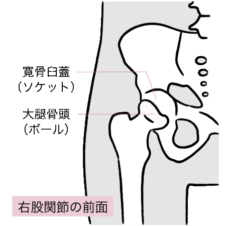 ［図表1］右股関節の前面