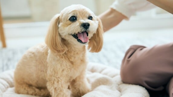 自分亡きあと、大切なペットの将来をどう守る？ いまや世代を超えた共通課題に…日本における「ペットの相続」最新事情