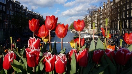 17世紀にオランダではチューリップ・バブルが起きたという。（※画像はイメージです/PIXTA）