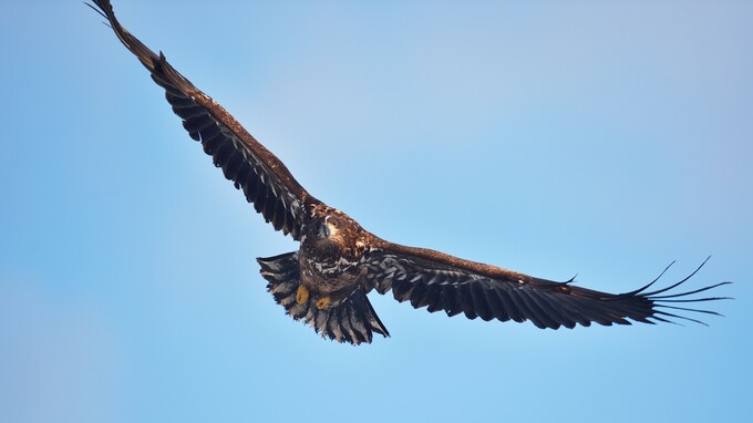 猛禽類に攻撃されたことも…ドローンによる医薬品配送は可能か