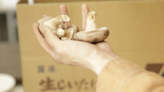 素人が一瞬で「しいたけ大規模農家」になれるトンデモない事情