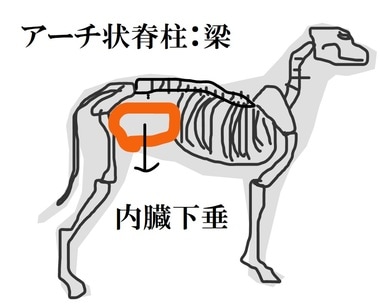 アーチ状の脊柱は梁として作用し、牛などのように比較的重い荷物を運んだりできる