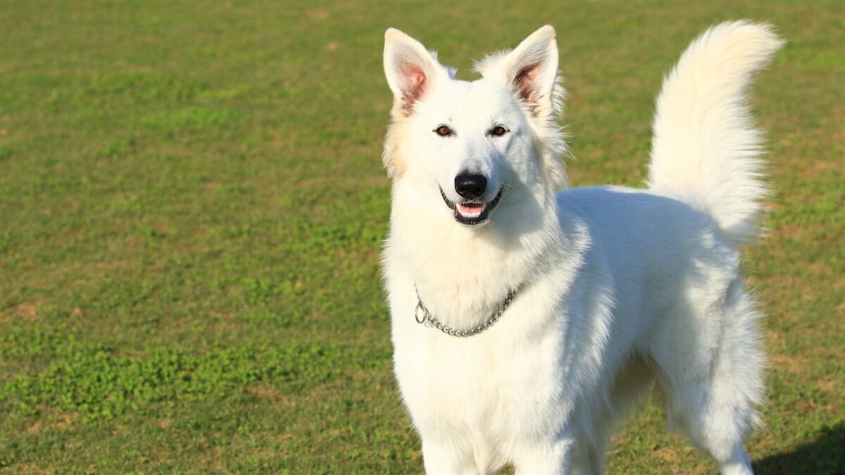 動物病院の前院長が語る「早期リタイア」のメリットとは？ | ゴールド