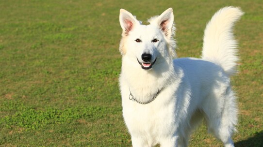 動物病院の前院長が語る「早期リタイア」のメリットとは?