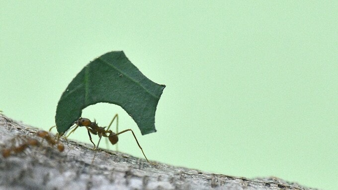 働き方、職場環境、多様性…ハキリアリの持続可能な社会に学ぶ