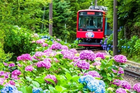 箱根登山鉄道とあじさい（出所：PIXTA）