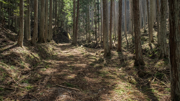 財産の中に「山林」が…相続対策のポイントは？