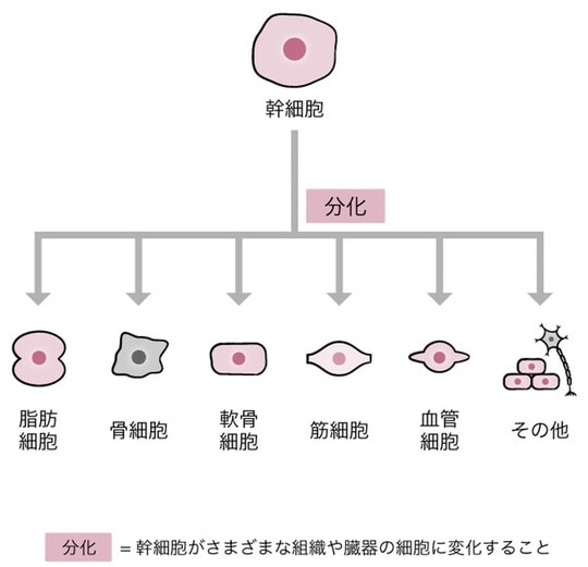 ［図表1］幹細胞を利用した再生医療のしくみ