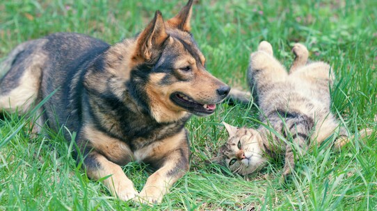 ハッピーリタイアに成功した獣医師が語る「動物病院繁盛」の秘訣