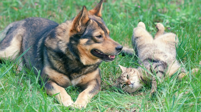 ハッピーリタイアに成功した獣医師が語る｢動物病院繁盛｣の秘訣