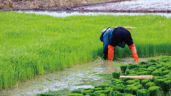 日本の支援で開発が進む「ラオス」の農業マーケット