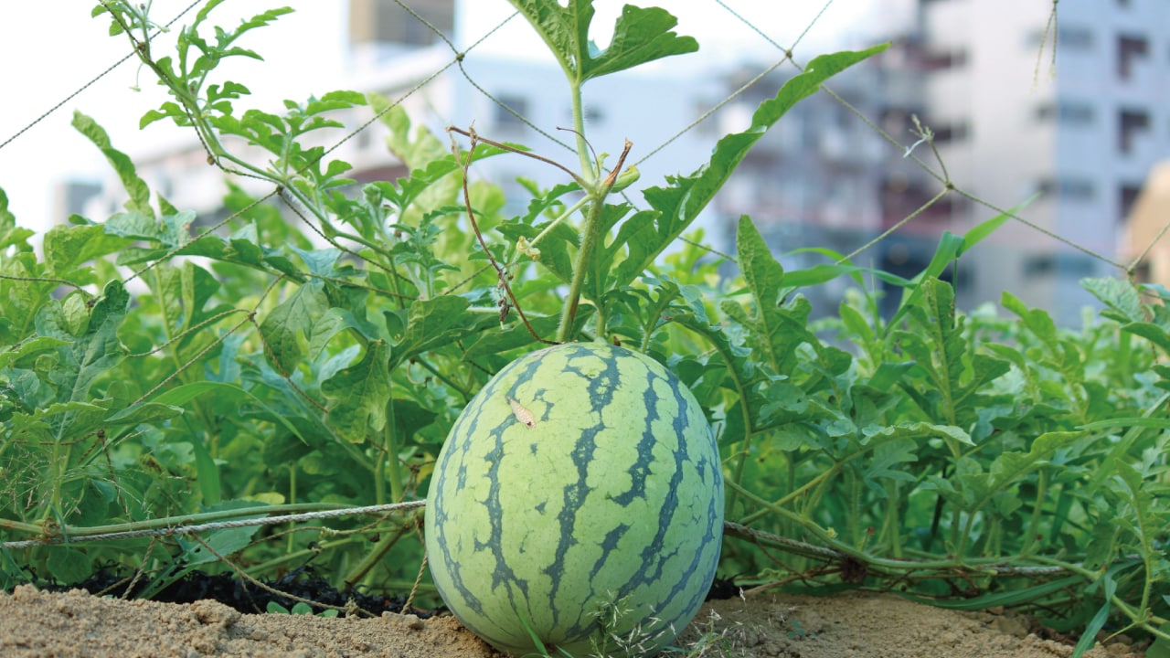 将来の指定解除を見据えた「生産緑地」の相続対策