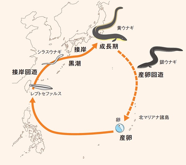 毎年4月~8月頃に産卵して、6ヵ月程度の時間をかけて、東アジア沿岸域にやってきます。数年~数十年かけて40~50cm以上に成長し産卵場所に向かうという一生を送っています