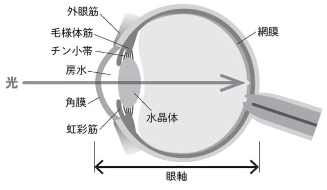 出典：視力回復の研究ノート「眼筋と視力」