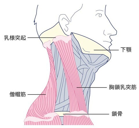 ［図表4］首周りの筋肉構造