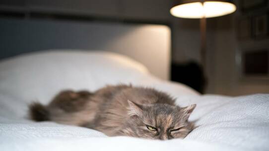 「睡眠不足」が原因の日本の経済損失額に驚愕…がんリスクも大