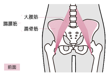 ［図表2］腸腰筋（前面）