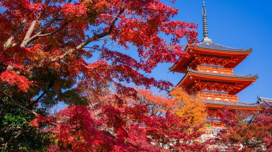 京都発、成長株へ回帰　京都の成長株の大株主とは･･･