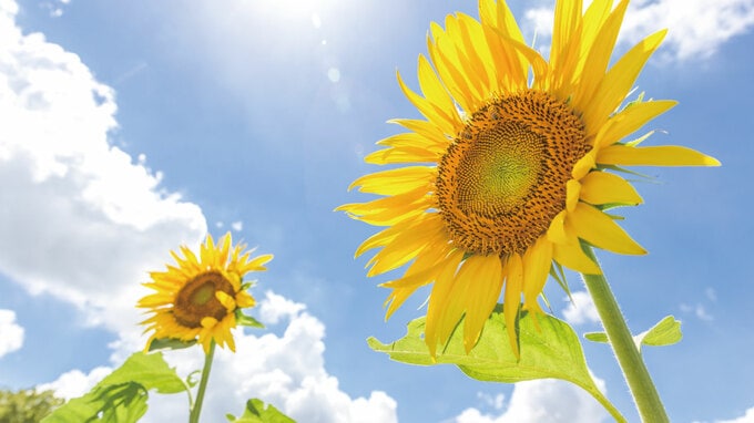 ヘルメスの相続…9〈平成二七年──盛夏〉