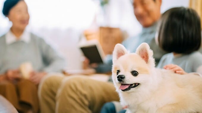 近年増えている「ペットの認知症」…早期発見のためのサイン【獣医が解説】