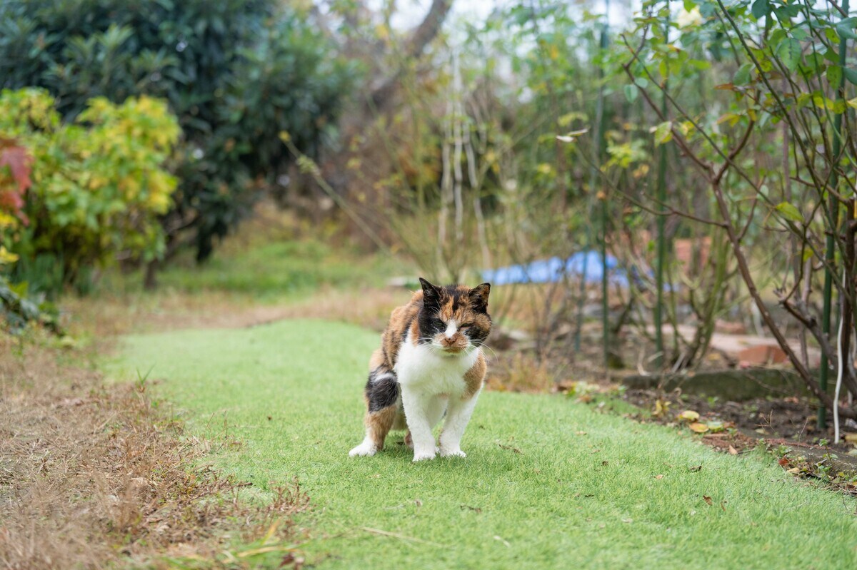 23歳で激しい「夜鳴き」が始まった“ご長寿猫・みけちゃん”…認知症を