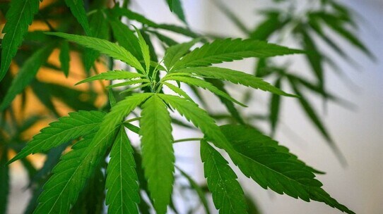「大麻合法化」に沸くタイだが…議会では対立激化。懸念は「若者の安易な使用」