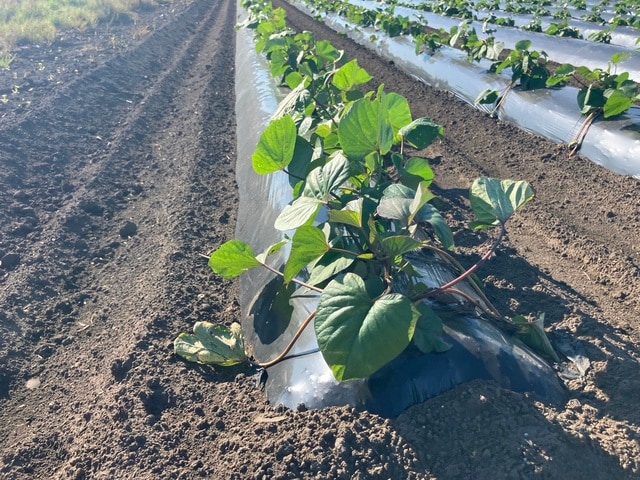 生分解性マルチフィルム「ネイチャーマスター®」を展張し、作物が生育している畑の様子