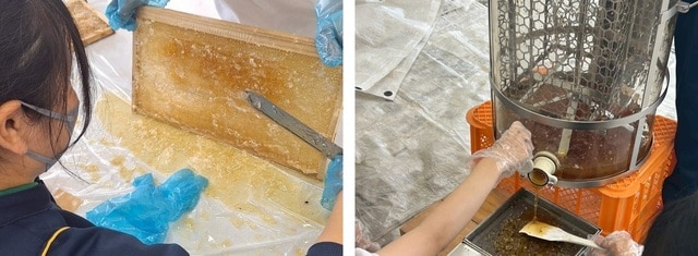 蜜蓋を切る様子 採蜜の様子