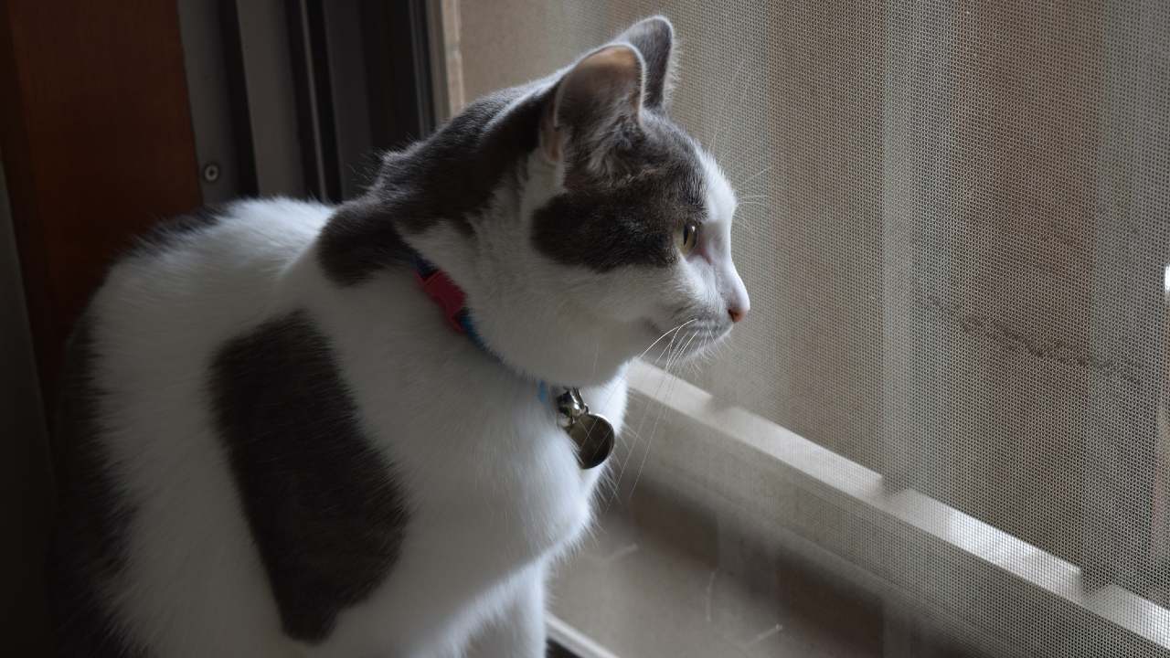 ペット可のマンションで苦情「飼育禁止に変更」は認められるか【弁護士が解説】