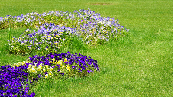 公園の芝生に生えた「スミレ」も…知られざる「雑草」の定義【雑草学博士が解説】