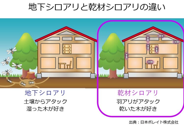 ［図表4］地下シロアリと乾材シロアリの違い