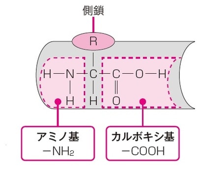 イラスト：有限会社 熊アート 出所：伊藤和修著『大人の教養　面白いほどわかる生物』（KADOKAWA）