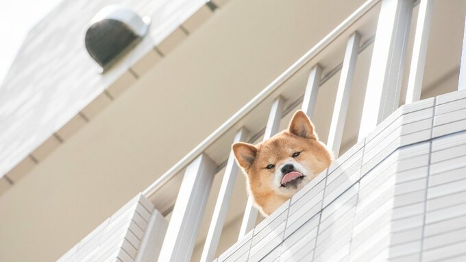 「ペット禁止」なのに、新しい住人が…法的措置はとれるのか【弁護士が解説】