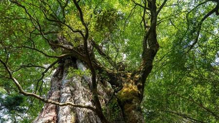 ▲世界遺産・屋久島の縄文杉 （PIXTA）