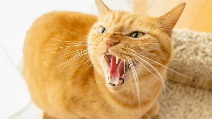 あんたたちのお世話にもう限界…姑を自宅介護で見送った60代女性、入れ違いに出戻った30代次女へ、堪えきれずに放った「強烈な一言」