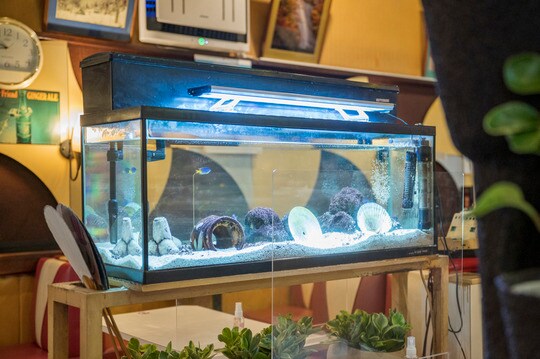 地下の店舗なので、少しでも自然を感じられるようにと置かれた水槽。 撮影／鈴木康史　『愛しの純喫茶』（オレンジページ）より抜粋
