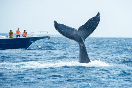 （ホエールウォッチング（沖縄県）／PIXTA）