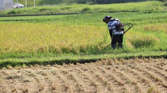 儲からない仕事なんて絶対にやるな…父に刷り込まれた25歳「東大卒」の息子が実家の「赤字・米農家」を継いだ理由。日本の農家が直面する厳しい現実