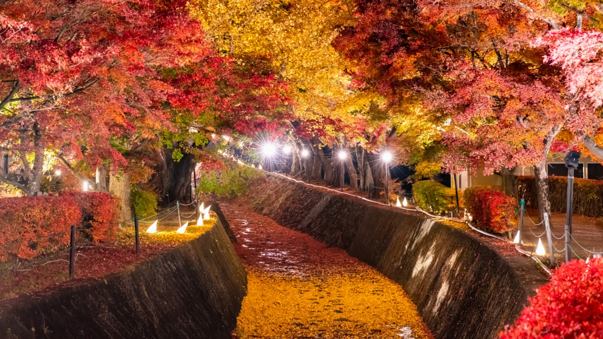 晩秋まで飾れるフラワーリース♡揺れる紅葉に秋風を感じて♡秋の実りの宝石箱♡2点 季節のリース 紅葉とサンキライのリース 山帰来 インテリア 玄関