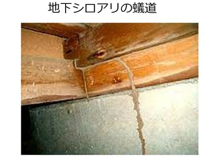［図表3］地下シロアリの蟻道