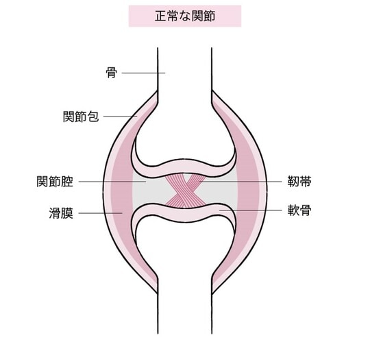 ［図表1］膝関節のしくみ