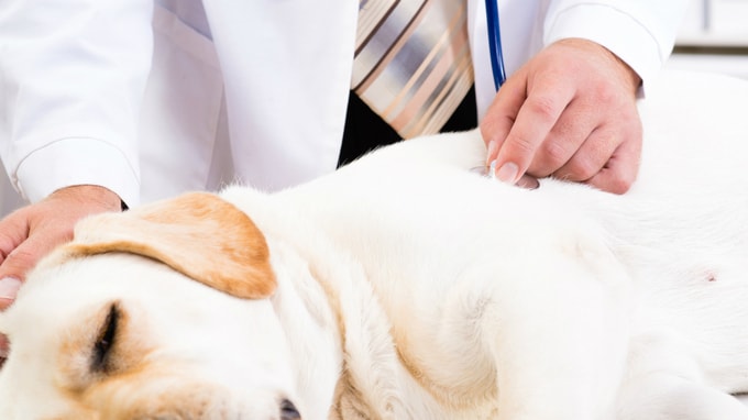 動物病院の集客率を左右する「クレーム」への対応法