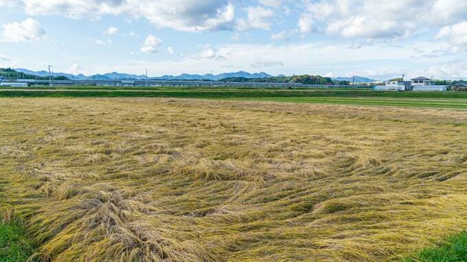 強欲商人のコメの買い占めが、人民の救済に役立った意外な理由