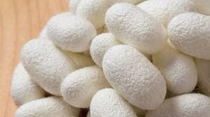 生糸がつくられるまゆ（※PIXTA）