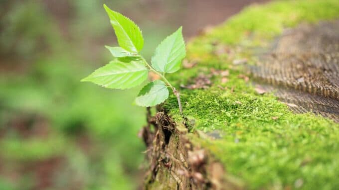 日本で「ネイチャーポジティブ（自然再興）」を実現させるには？