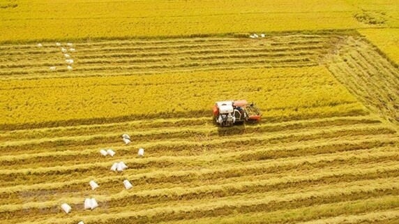 ベトナム、“米”の高品質化。100万haの大規模水田開拓で「世界市場の獲得」目指す